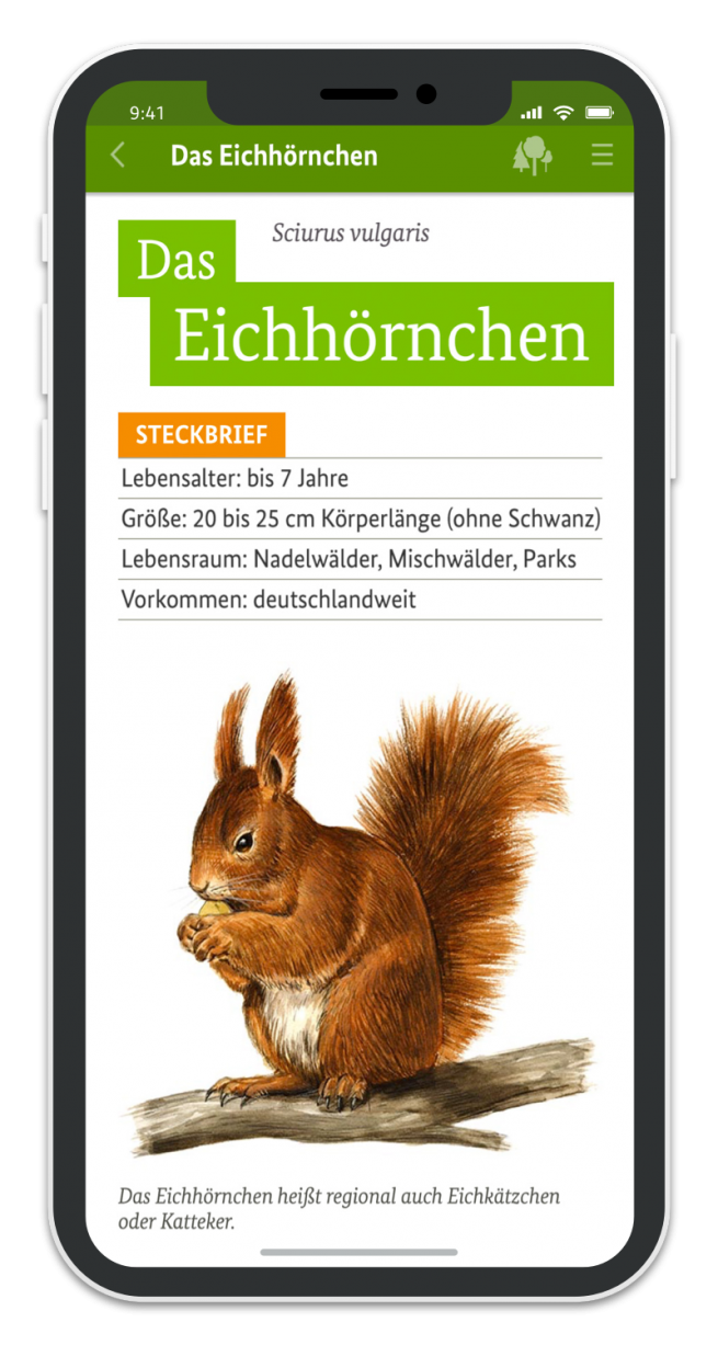 Die kleine Waldfibel. App für Android und iOS. Kunde: BMEL. Agentur: MediaCompany Berlin.